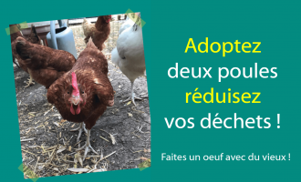 Opération adoption de poules