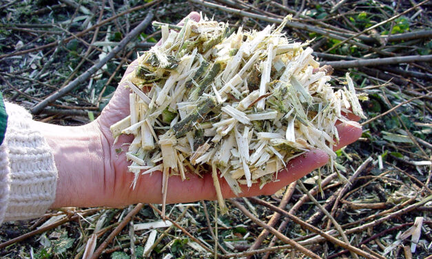 Cet automne, broyez vos végétaux !